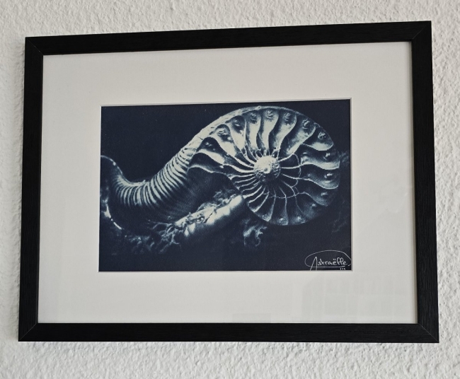 Coquillage sans crustacé